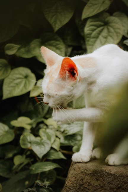 Petsquinho